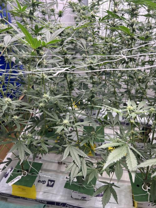 AlienMints Cut. Week 4
