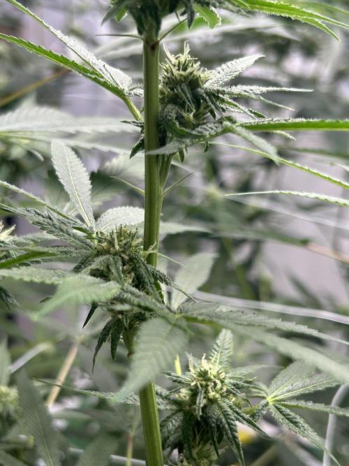 AlienMints Cut. Week 4