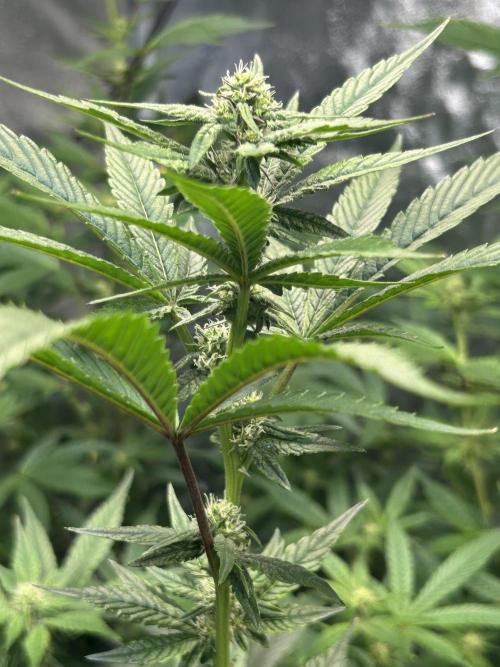 LCG x Grape Pie  Mystic Cuts. Week 4