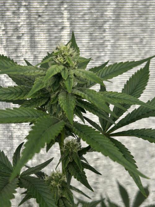 LCG x Grape Pie  Mystic Cuts. Week 4