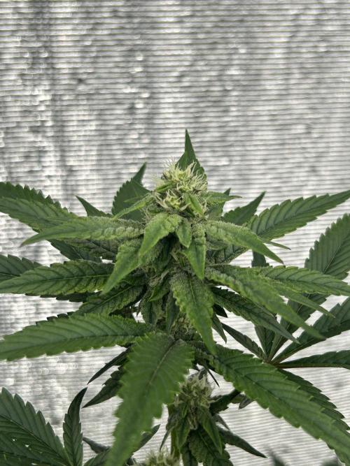 LCG x Grape Pie  Mystic Cuts. Week 4
