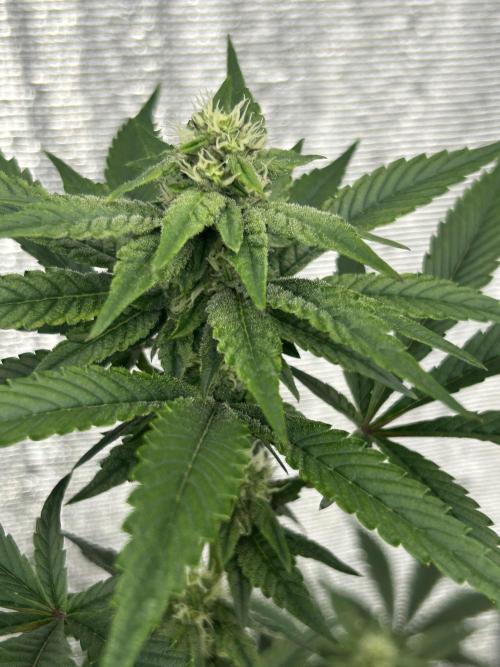 LCG x Grape Pie  Mystic Cuts. Week 4