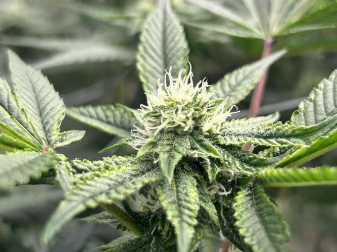 Lemon Cherry Gelato BB Cut 2nd. Week 6