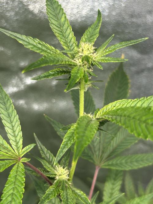 Lemon Cherry Gelato BB Cut 2nd. Week 6