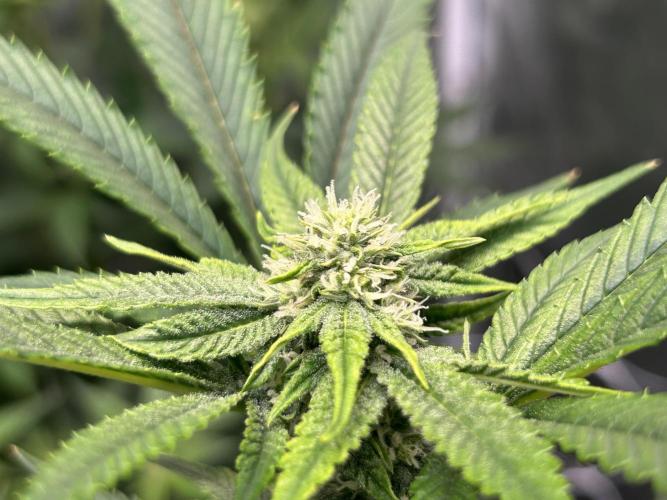 Lemon Cherry Gelato bx2. Week 6