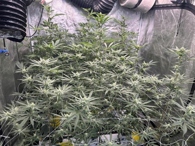 Slurricane. Week 7