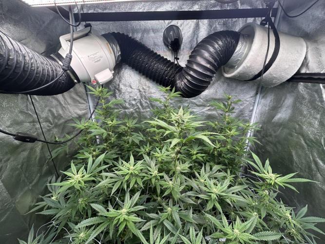 Slurricane. Week 7
