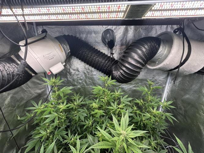 Slurricane. Week 7