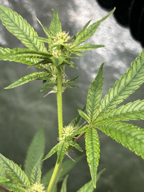 Blue Banana Cream. Week 6