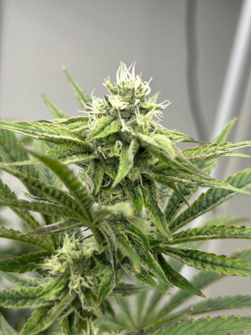 SELENE. Week 9