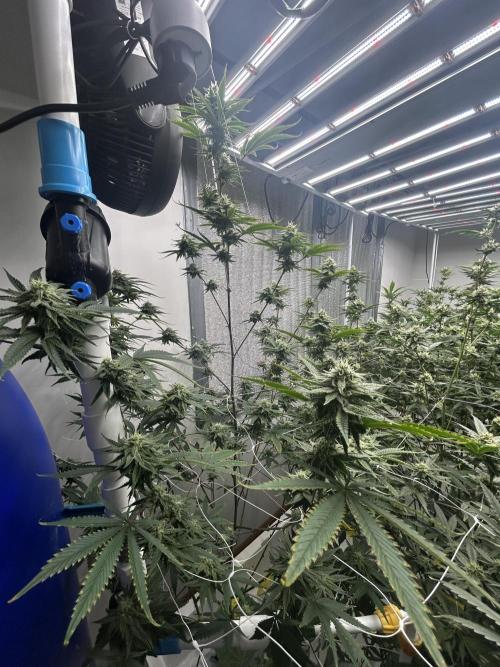 English Breakfast. Week 9