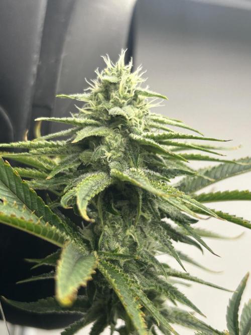 English Breakfast. Week 9