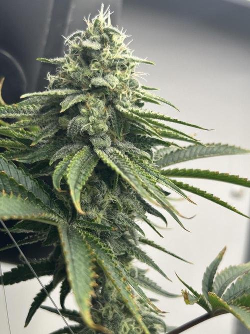 English Breakfast. Week 9