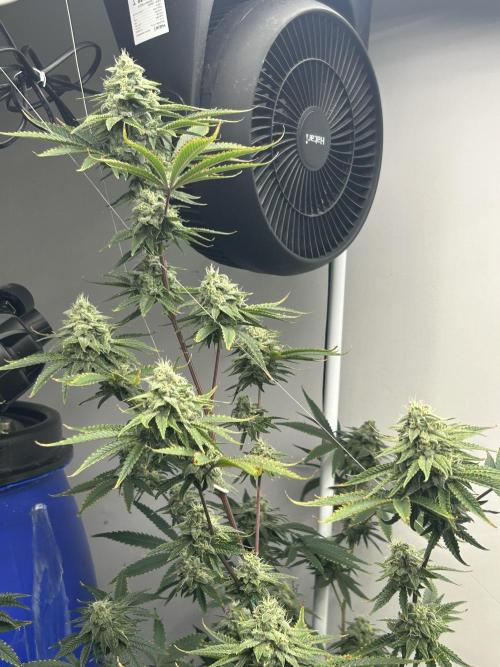 English Breakfast. Week 9