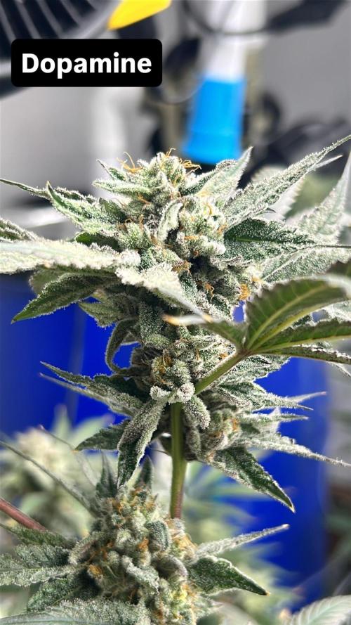 Dopamine Cut. Week 10