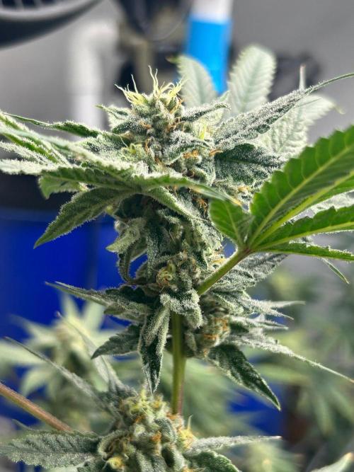 Dopamine Cut. Week 10