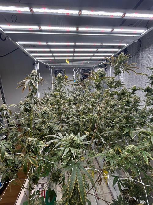 Dopamine Cut. Week 10