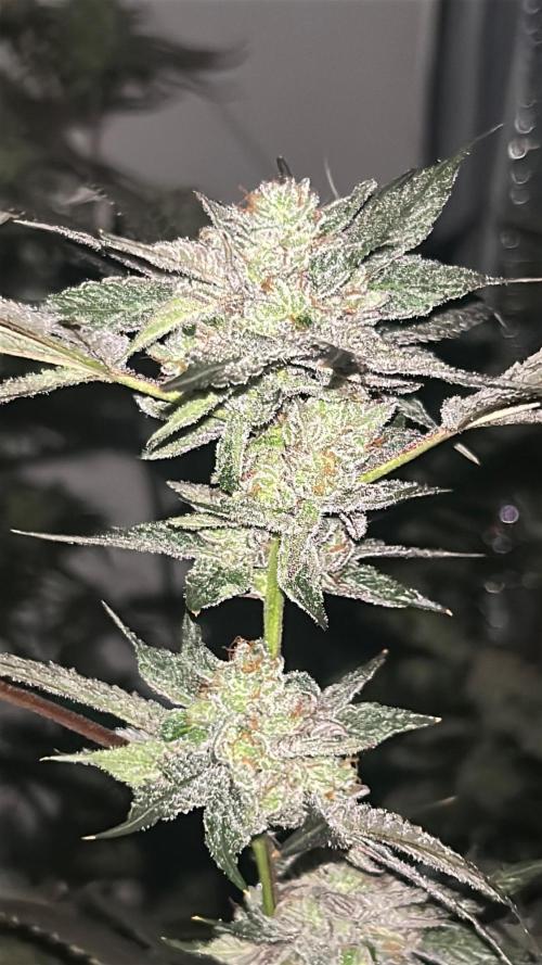 Dopamine Cut. Week 10
