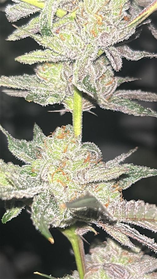Dopamine Cut. Week 10
