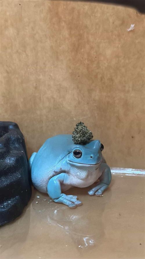 Dopamine Cut. Week 10 - Toad