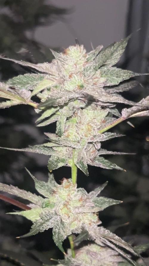 Dopamine Cut