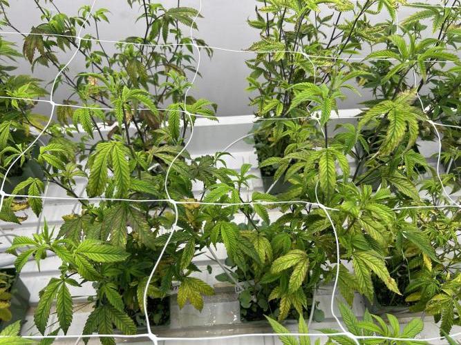 Lemon Cherry Gelato Bx BB Cut. Week 4