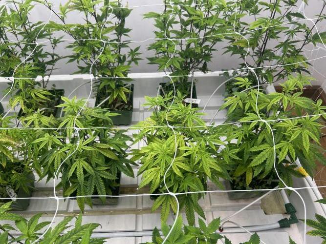 Fire OG #2 B.S.E x Lemon Fire. Week 5