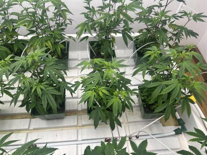 Fire OG #2 B.S.E x Lemon Fire. Week 3