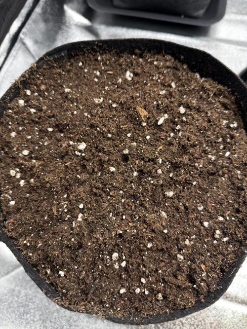 Orange Sherbet Auto FBs. Week 0