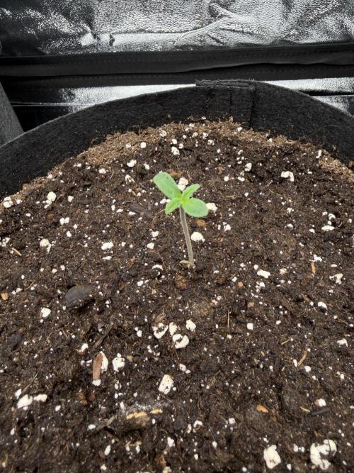 Orange Sherbet Auto FBs. Week 0