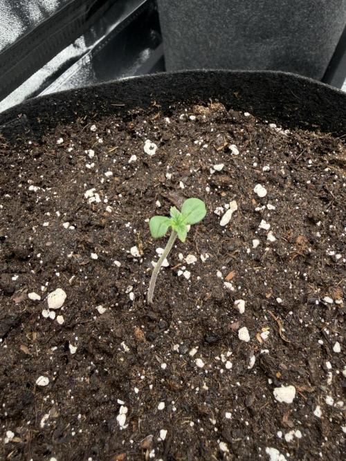 Orange Sherbet Auto FBs. Week 0