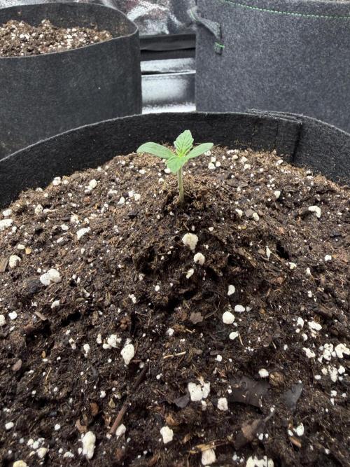 Orange Sherbet Auto FBs. Week 1