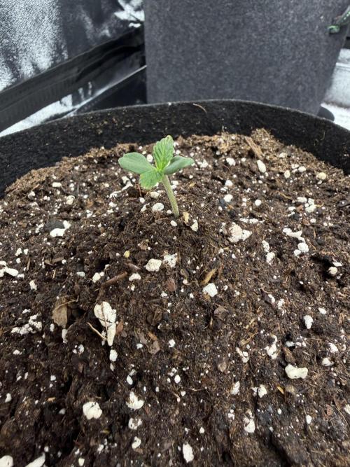 Orange Sherbet Auto FBs. Week 1