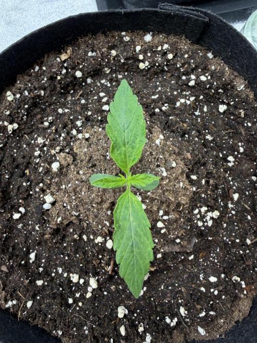 Orange Sherbet Auto FBs. Week 1