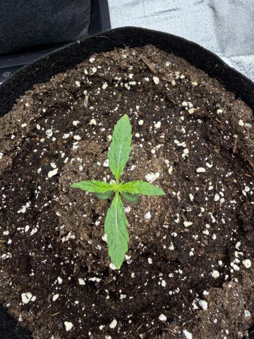 Orange Sherbet Auto FBs. Week 1