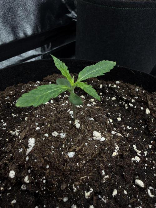 Orange Sherbet Auto FBs. Week 1