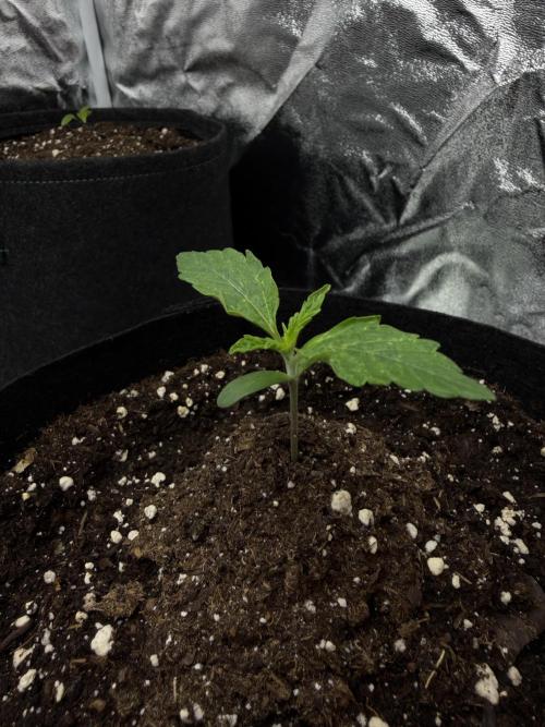 Orange Sherbet Auto FBs. Week 1