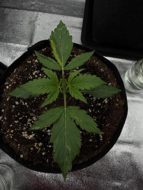 Orange Sherbet Auto FBs. Week 2 - Day 12