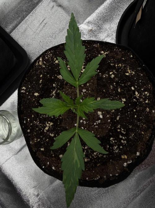 Orange Sherbet Auto FBs. Week 2 - Day 12
