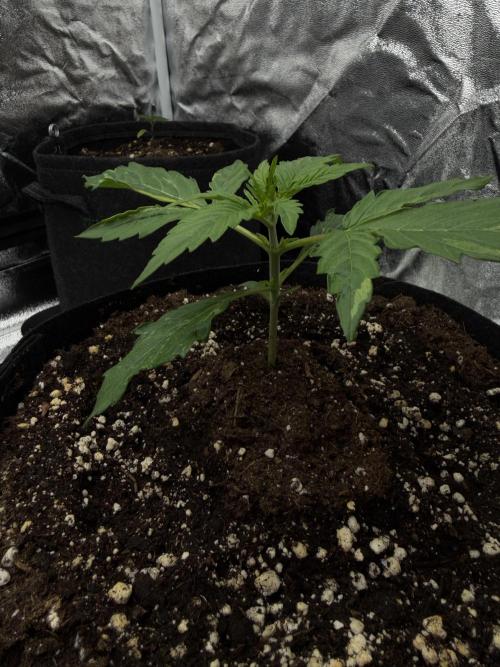 Orange Sherbet Auto FBs. Week 2 - Day 12