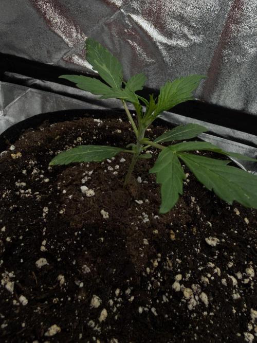 Orange Sherbet Auto FBs. Week 2 - Day 12