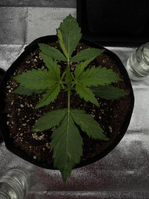 Orange Sherbet Auto FBs. Week 2 - Plant 1 - Day 13