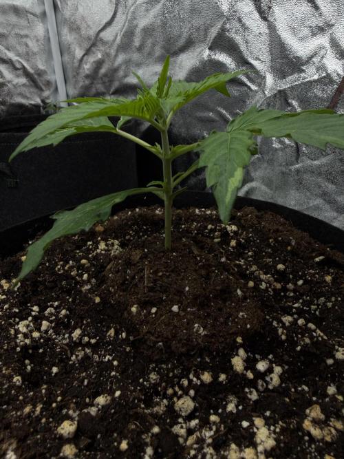 Orange Sherbet Auto FBs. Week 2 - Plant 1 - Day 13 Before Topping