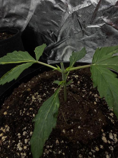 Orange Sherbet Auto FBs. Week 2 - Plant 1 - Day 13 After Topping