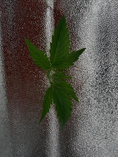 Orange Sherbet Auto FBs. Week 2 - Topped