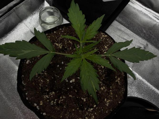 Orange Sherbet Auto FBs. Week 2 - Plant 2 - Day 14