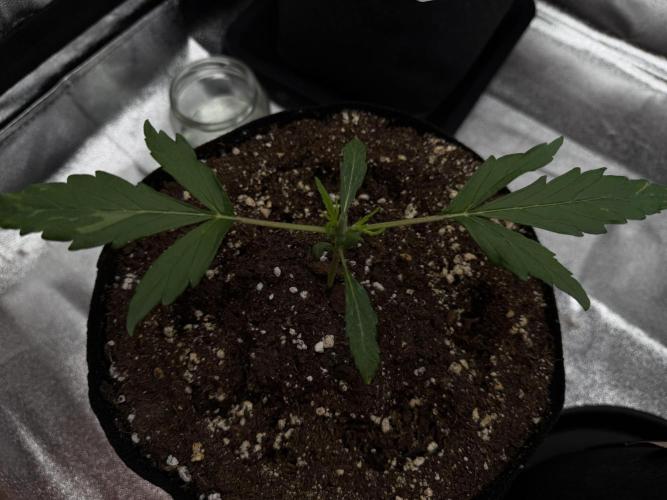 Orange Sherbet Auto FBs. Week 2 - Plant 2 - Day 14 After Topping