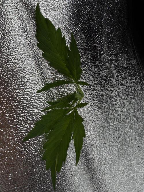 Orange Sherbet Auto FBs. Week 2 - Topped