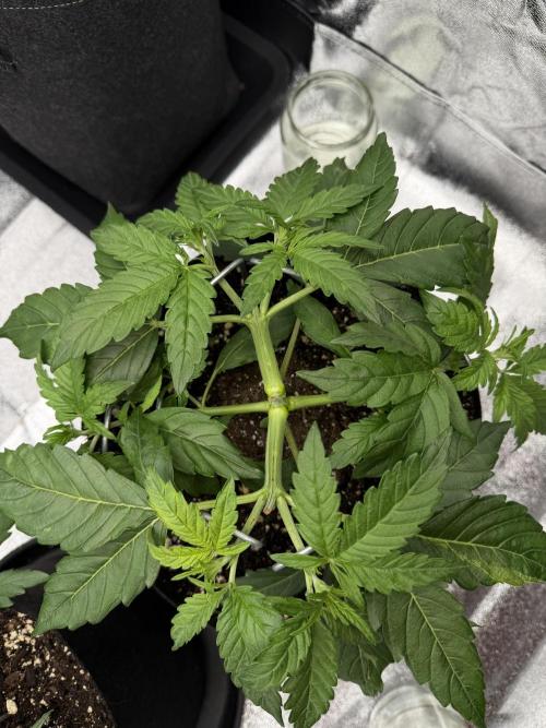 Orange Sherbet Auto FBs. Week 4 - Plant 1 on day 24