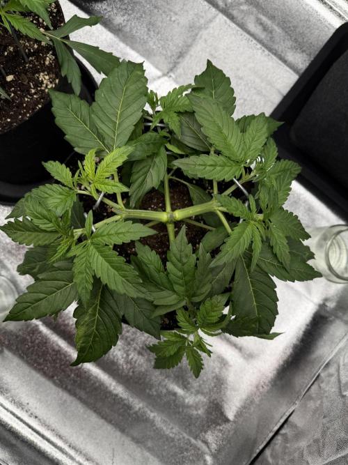 Orange Sherbet Auto FBs. Week 4 - Plant 1 on day 24